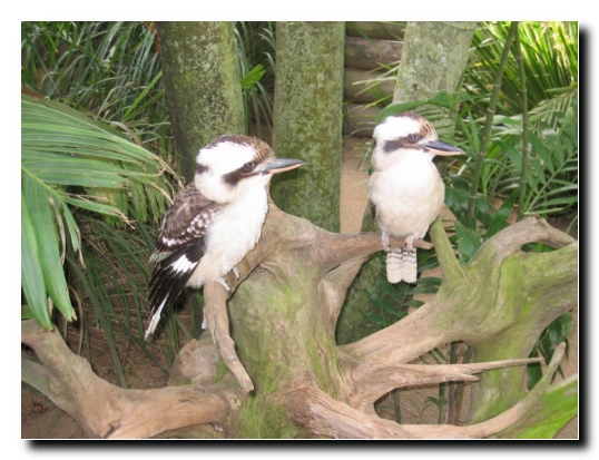 26 Kookaburra